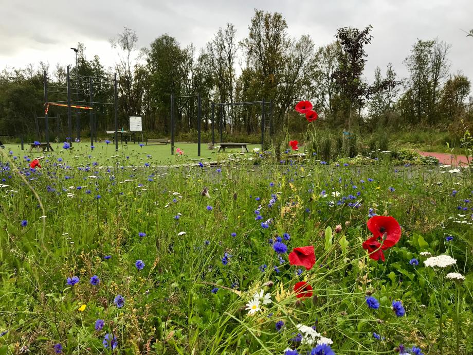 Blomster beplantet på Charlottenlund aktivitets- og friluftspark