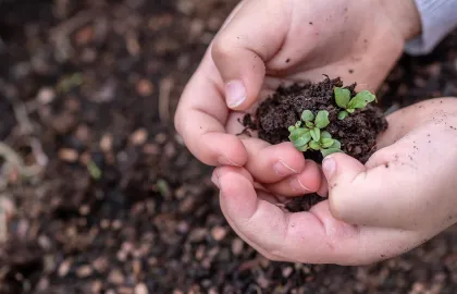 Frøplanting