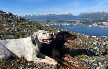 En hvit og en svart hund tar en pause på Fløya med utsikt over Tromsøya.