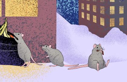 Illustrasjon av rotter som roter i søpla