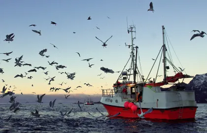 Fiskebåt, også kalt sjark, ute på havet under åpen himmel, omkranset av flygende måker.