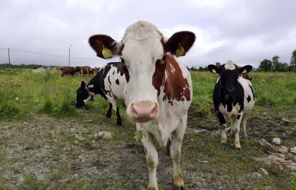 Tromsøbaserte melkekyr, som er nysgjerrige på den nye landbruksplanen. Foto: Ida Storslett Lund Tromsøbaserte melkekyr, som er nysgjerrige på den nye landbruksplanen. Foto: Ida Storslett Lund
