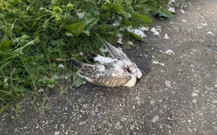 En d&oslash;d fuggel uten hode ligger i veikanten.