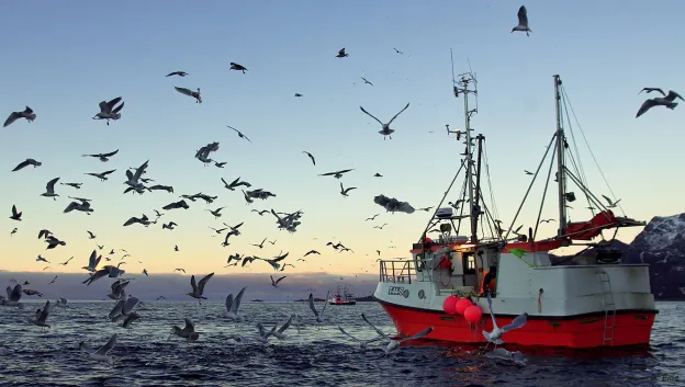 Fiskeb&aring;t, ogs&aring; kalt sjark, ute p&aring; havet under &aring;pen himmel, omkranset av flygende m&aring;ker.